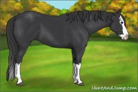 Horse Color:Black Sabino Splash 