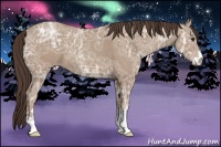 Horse Color:Classic Champagne Ice Sabino 
