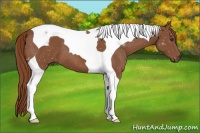 Horse Color:Chestnut Tobiano 