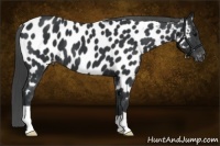 Horse Color:Black Near Leopard 