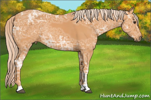 Horse Color: Palomino Ice Rabicano 