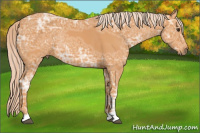 Horse Color:Palomino Ice Rabicano 