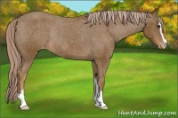Horse Color:Chocolate Palomino Sabino Varnish Rabicano 