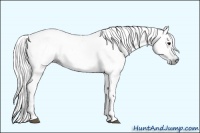 Horse Color:Gray Black 
