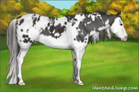 Horse Color:White Spotted Liver Chestnut Splash Appaloosa 