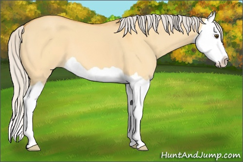 Horse Color: Silver Buckskin Dun Splash 