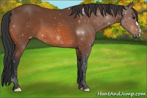 Horse Color: ERROR: UNKNOWN ANOMALY