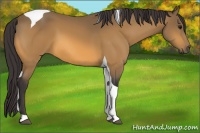Horse Color:Buckskin Tobiano 