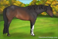 Horse Color:Brown 