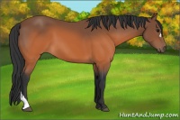 Horse Color:Brown 
