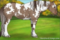 Horse Color:White Spotted Liver Red Dun