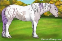 Horse Color:Watercolor Bay Tobiano Appaloosa 