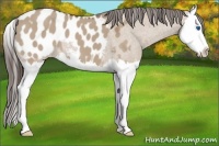 Horse Color:Liver Red Dun Splash Appaloosa 