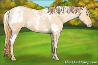 Horse Color:White Spotted Buckskin Pearl 