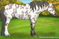 Horse Color:Liver Red Dun Near Leopard 