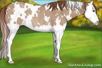 Horse Color:White Spotted Red Dun Splash Rabicano 