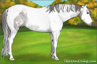 Horse Color:Gray White Spotted Grullo Splash Tobiano Blanket 