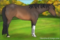 Horse Color:Brown 