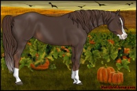 Horse Color:Liver Chestnut Splash 