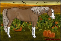 Horse Color:Chocolate Palomino Splash 