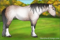 Horse Color:Gray Bay Brindle