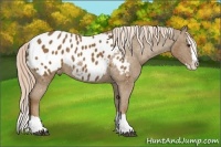 Horse Color:Chocolate Palomino Sabino Splash Appaloosa Rabicano 