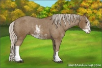 Horse Color:Chocolate Palomino Sabino Varnish 