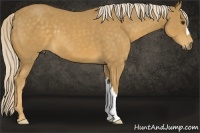 Horse Color:Palomino 