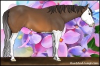 Horse Color:Buckskin Splash 