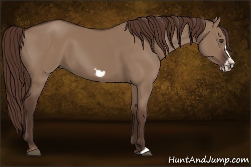 Horse Color:Liver Red Dun Frame