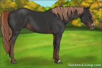 Horse Color:Liver Chestnut Frame 