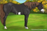 Horse Color:Liver Chestnut Frame 