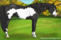 Horse Color:Liver Chestnut Frame 