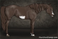 Horse Color:Liver Chestnut Frame 