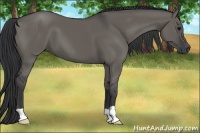 Horse Color:Grullo 