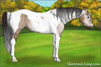 Horse Color:Gray Bay Dun Tobiano 