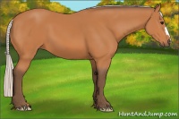 Horse Color:Silver Bay 
