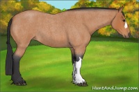 Horse Color:Bay Roan 