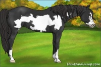 Horse Color:Liver Chestnut Frame 