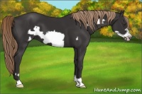 Horse Color:Liver Chestnut Frame 
