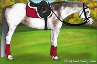 Horse Color:White Spotted Bay 