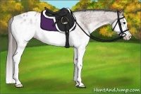Horse Color:White Spotted Bay Splash Appaloosa 
