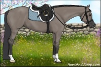 Horse Color:Grullo 
