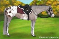Horse Color:White Spotted Brown Appaloosa 