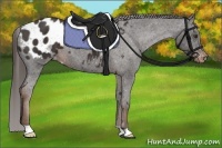 Horse Color:Liver Chestnut Appaloosa 