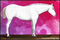 Horse Color:Liver Chestnut Frame Appaloosa 