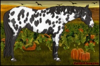 Horse Color:Liver Chestnut Frame Appaloosa 