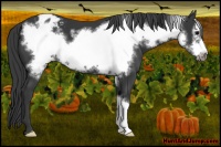 Horse Color:Black Frame Appaloosa 
