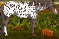 Horse Color:Liver Chestnut Near Leopard 
