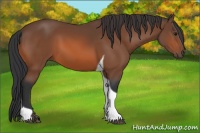 Horse Color:Bay Tobiano 